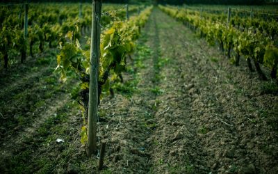 Hungarian wines – exciting selections from the country’s wine regions